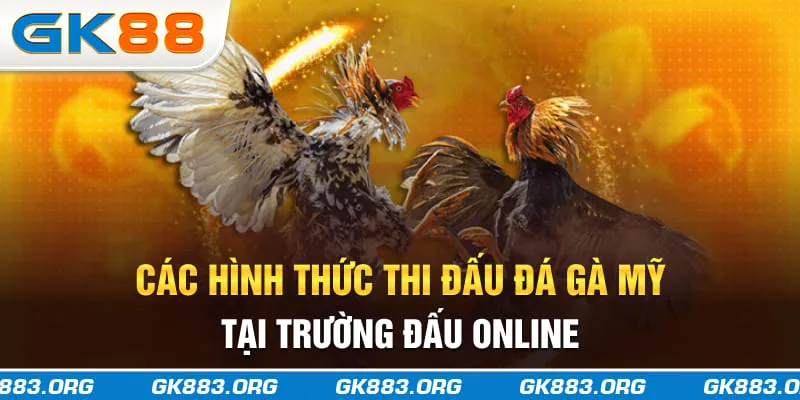 Các hình thức thi đấu đá gà Mỹ tại trường đấu online