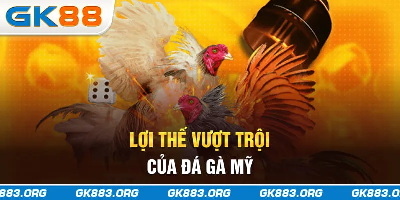 Lợi thế vượt trội của đá gà Mỹ